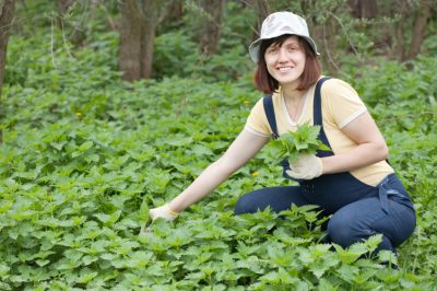 La raccolta dell'olivello spinoso - non è una cosa facile