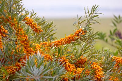 Eliminare correttamente l'olivello spinoso - ma quando e come?