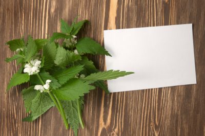 Ma anche una pianta medicinale, L'acetosa - un'erbaccia