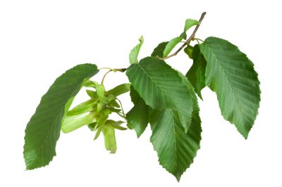 Quando fiorisce il fiore a scacchi?