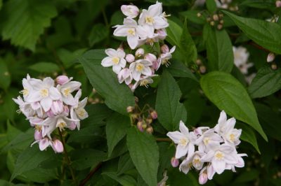 L'equiseto non sviluppa un fiore ma spore