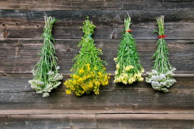 La cura ottimale per l'achillea