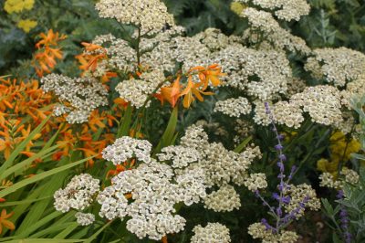 Essiccare correttamente l'achillea