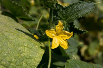 Quanto dura il periodo di fioritura del ranuncolo acuto?