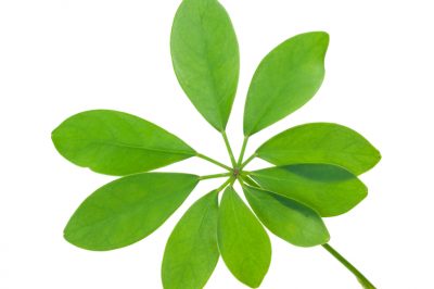 La Schefflera perde le foglie - la sua condanna a morte?