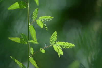 La giusta topiaria per il falso cipresso