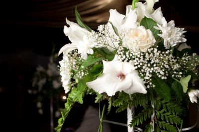 La gypsophila è velenosa per i gatti?