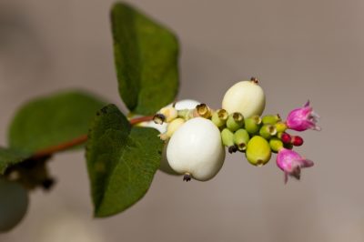 Esiste un alito del bambino perenne?