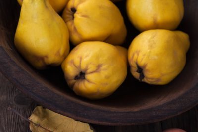 La primula ha bisogno di poche cure