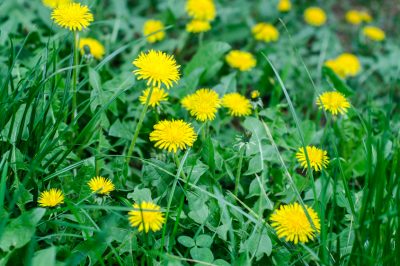 La primula preferisce una posizione soleggiata