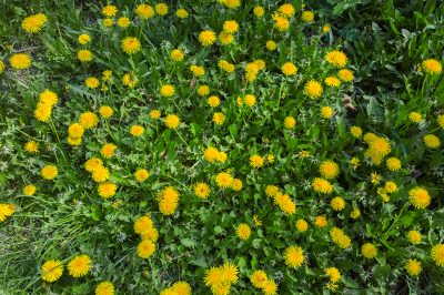 La primula è addirittura commestibile