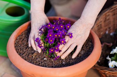 La primula non è velenosa