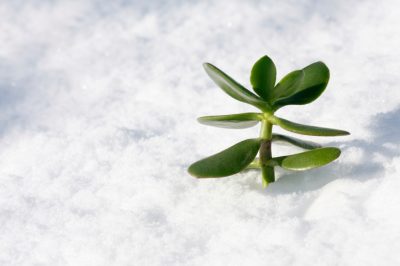 Bellissimi Lillà farfalla per il balcone - Consigli per la cura