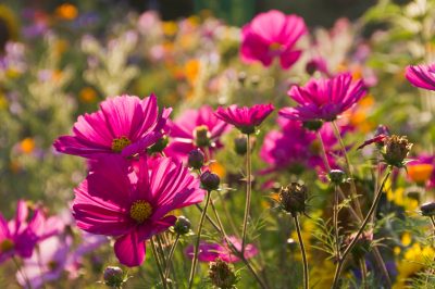 Quando fiorisce la Cosmea?