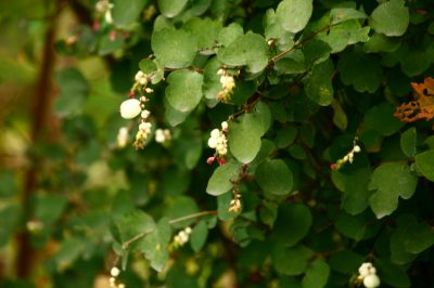 Lo Snowberry o Snow Pea - A Fact Sheet!