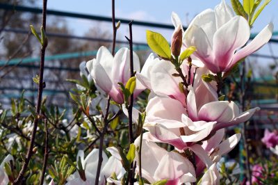 La posizione perfetta per il fiore fiocco di neve