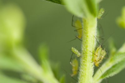 L'erba cipollina ama una posizione soleggiata e umida