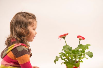 La malva - pianta da vaso decorativa ma leggermente velenosa