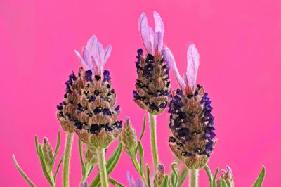 La lavanda testa ha un lungo tempo di fioritura