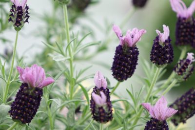 La lavanda dei papaveri è perenne se svernata in modo ottimale
