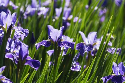 L'iris in giardino: bello ma velenoso