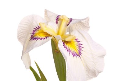 L'iris in giardino: La giusta posizione per la rispettiva varietà