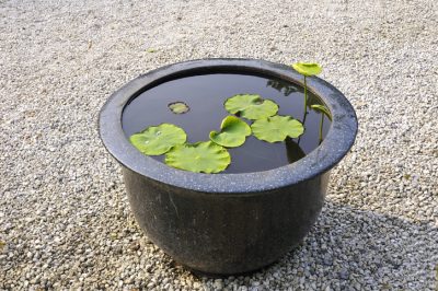 La ninfea non fiorisce e soluzioni