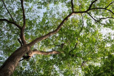 L'albero della seta impressiona per la sua crescita veloce