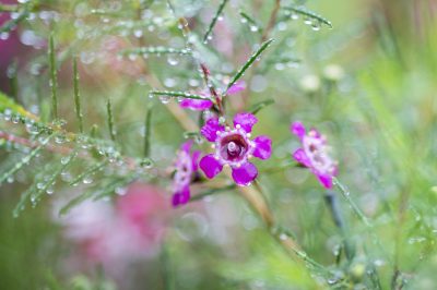L'albero della seta o albero della dormienza è condizionatamente resistente