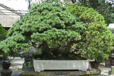 Posizione e cura, benefici, L'abete rosso come bonsai: caratteristiche