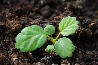 Fertilizzare gli skimmies - una necessità?