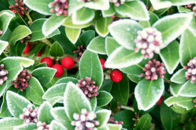 La skimmia è resistente in tutte le circostanze?