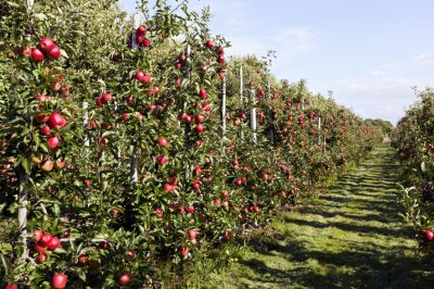 La potatura estiva come misura di manutenzione per i meli