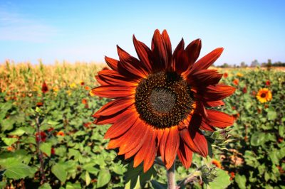 Sole della sera - il girasole a fiore rosso