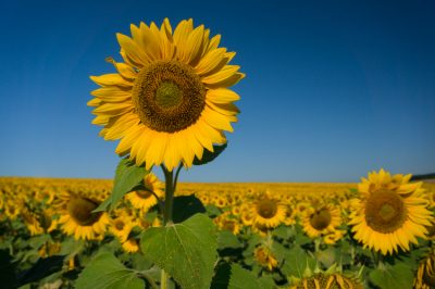 La rapida crescita del girasole