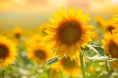 Quando è il momento migliore per piantare i girasoli?