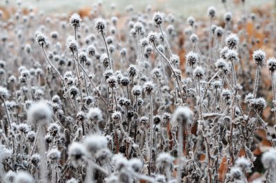 La posizione ideale per i fiori di coneflowers