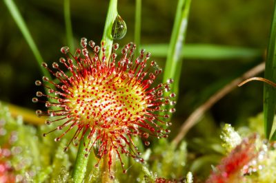 La stagione di fioritura della drosera (Drosera)