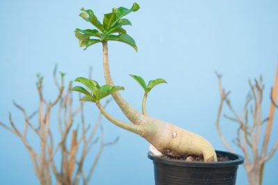 Le drosere sono disponibili in un'ampia varietà di specie