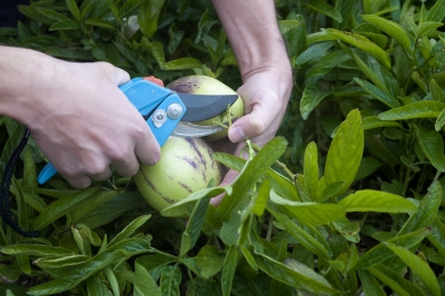 Le pere come frutto a spalliera - anche un pero piatto produce?