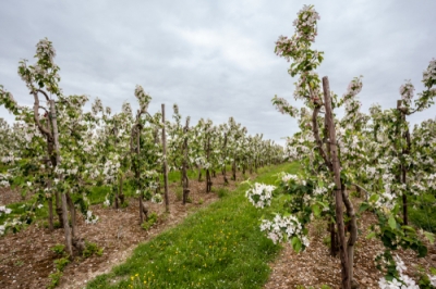 Frutto spalliera - ciliegio come variante salvaspazio