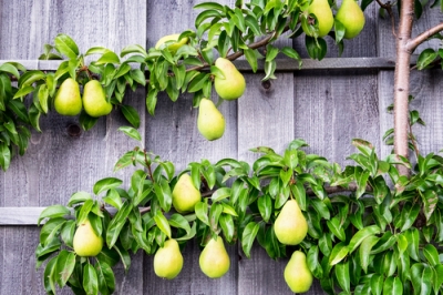 Varietà di frutta Spalier - un albero per tutti i gusti