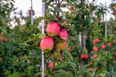 Fissare la frutta a spalliera - affinché ogni ramo abbia la sua forma