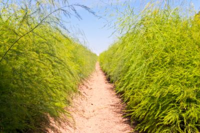 La stagione degli asparagi - asparagi freschi da metà aprile a giugno