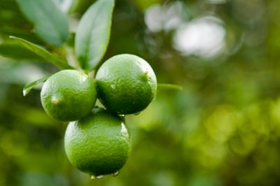 Quali sono i diversi tipi di spirea?