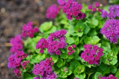 Quando fiorisce la spirea?