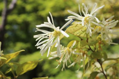 La spirea è velenosa?