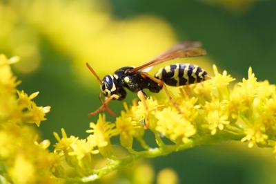 La raccolta estiva e invernale degli spinaci