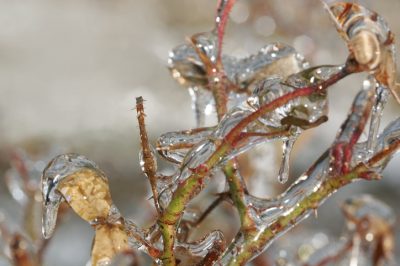 Svernamento corretto delle rose a stelo