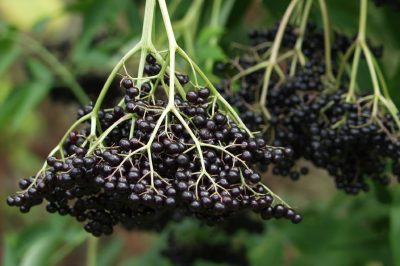 La Datura: Propagazione resa facile